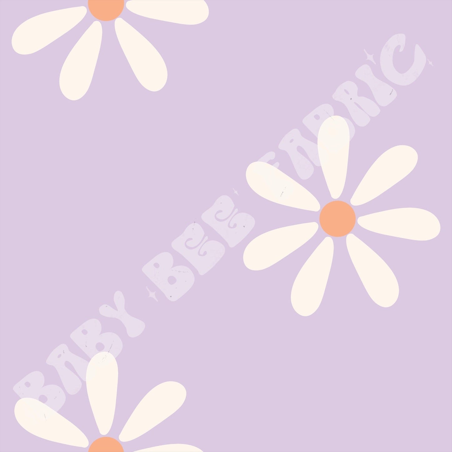 Purple and white daisy